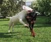 Bullterrier Hund