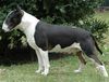 Bullterrier Hund