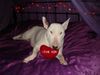 Bullterrier Hund