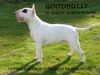 Bullterrier Hund