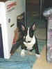 Bullterrier Hund