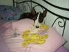 Bullterrier Hund