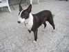 Bullterrier Hund