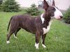 Bullterrier Hund