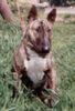 Bullterrier Hund