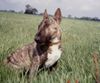 Bullterrier Hund