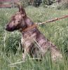 Bullterrier Hund