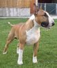 Bullterrier Hund