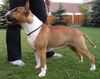 Bullterrier Hund