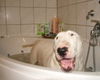 Bullterrier Hund