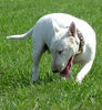 Bullterrier Hund