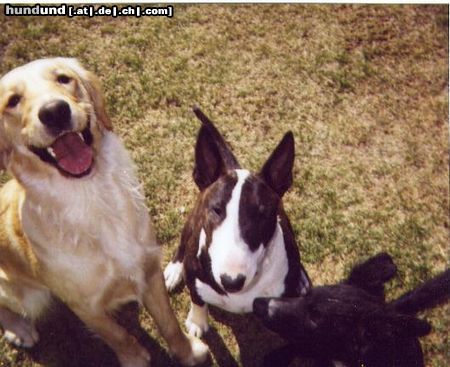 Bullterrier lola mit goldie sara und australien shepherd-mädl clou