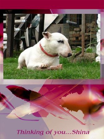 Bullterrier Shina r.i.p.