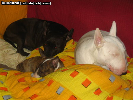 Bullterrier Virginia, Duke, Spike beim Faulenzen