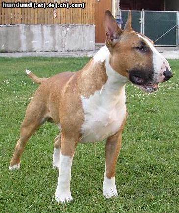 Bullterrier Falkos Mother's little Helper (Viggo; 17 Monate)