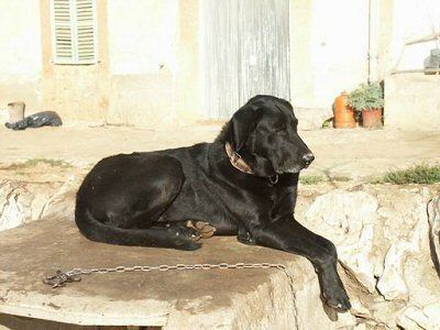 Ca de Bestiar Ca auf Mallorca