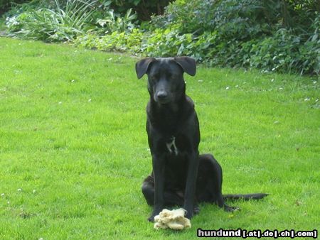 Ca de Bestiar Das ist unsere Angeles 1 Jahr alt und ein Pastor Malloquin