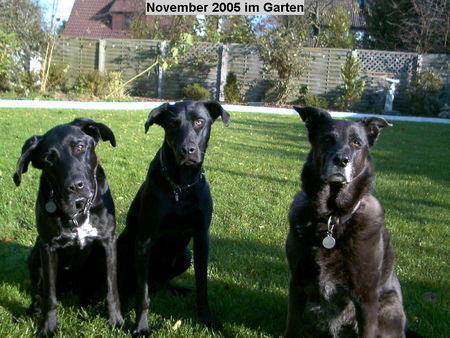 Ca de Bestiar Roxy (i.d. Mitte)1 Jahr alt mit ihrer 