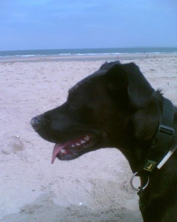 Ca de Bestiar Unsere Keesi am Strand von Holland mit 1 1/2 Jahren.