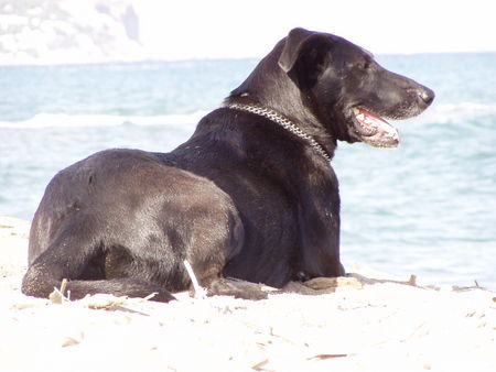 Ca de Bestiar Negrita in ihrer Heimat, am Meer (2)