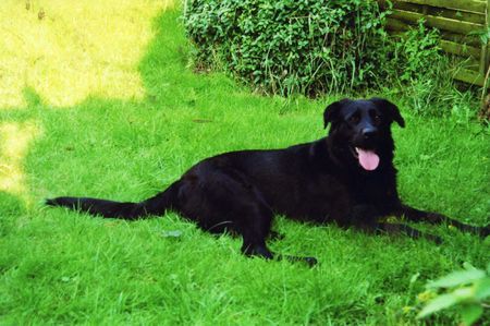 Ca de Bestiar Sira, ehem. Kettenhund. Angebl. Schäferhund-Labradormix