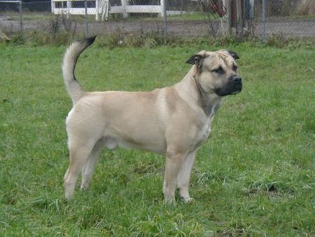 Ca de Bou Alano, CAC/CACIB BOB at the Eurodogshow 2005