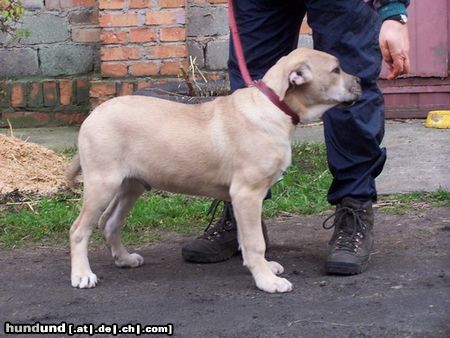 Ca de Bou Original Ca de Bou from Osanna Kennel