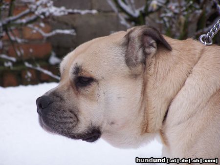 Ca de Bou Original Ca de Bou from Osanna Kennel