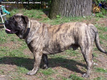 Ca de Bou Only Original Ca de Bou with PEDIGREE FCI (minimum 3 generations complete.)