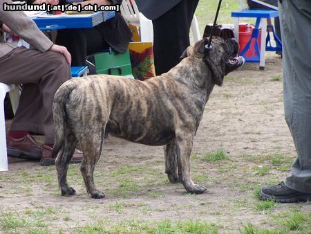 Ca de Bou Only Original Ca de Bou with PEDIGREE FCI (minimum 3 generations complete.)