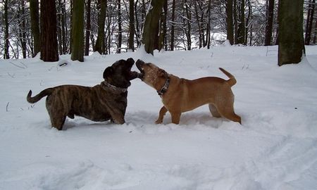 Ca de Bou Interchampion Che Guevara Ca de Bou 'Animus Fortis' FCI & Chima de Brisan 