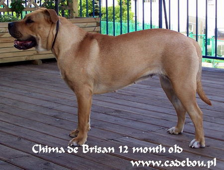 Ca de Bou Chima de Brisan 12 month old