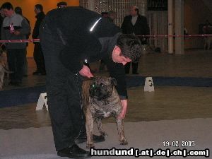 Ca de Bou Moloss Dog Show in Gdansk 2005 - Winner Open Class Che Guevara Ca de Bou Animus Fortis