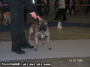 Ca de Bou Moloss Dog Show in Gdansk 2005 - Winner Open Class Che Guevara Ca de Bou Animus Fortis