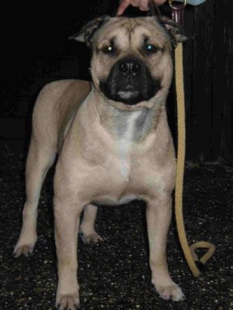 Ca de Bou Alano, CAC/CACIB BOB at the Eurodogshow 2005