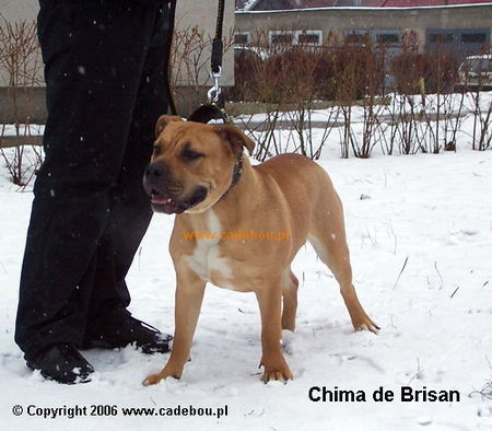 Ca de Bou Chima de Brisan (ANIMUS FORTIS Ca de Bou KENNEL) POLAND Gdynia