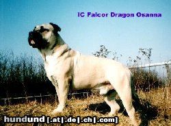 Ca de Bou Int.Ch. Falcor OSANNA