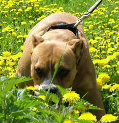 Ca de Bou living in Mea Praetoria kennel