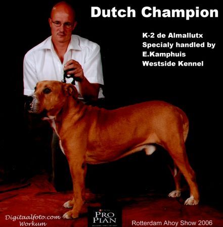 Ca de Bou DUTCH Champion