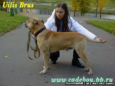 Ca de Bou Uilis Bruce from Russia