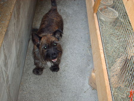 Cairn-Terrier ich bin halt ein terrier 