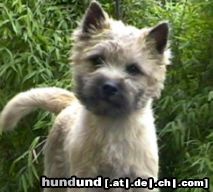 Cairn-Terrier