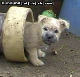 Cairn-Terrier Wer spielt mit, 