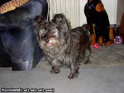 Cairn-Terrier Jerry