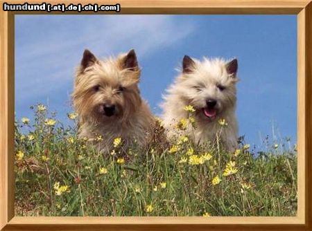 Cairn-Terrier Unsere kleinen,robusten und fröhlichen Herzensbrecher!