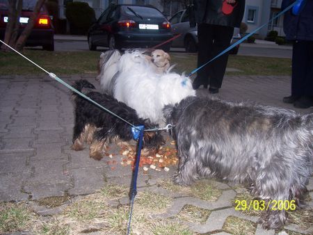 Cairn-Terrier Felix und seine Freunde