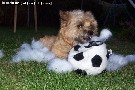 Cairn-Terrier Hoi! Ich bin Momo! mit meinem lieblings Ball wo ich gerade kaputt mache!