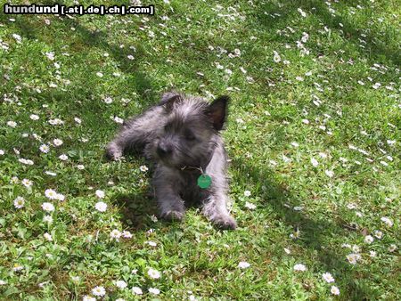 Cairn-Terrier 10 WOCHEN ALT