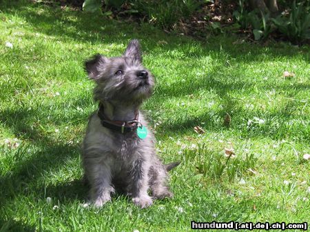 Cairn-Terrier  DER WELPE