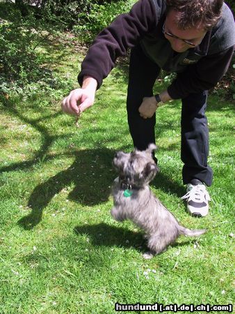 Cairn-Terrier 10 WOCHEN ALT